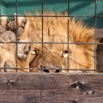 male-lion-behind-cage