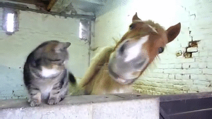 giphy-cat-horse-friends